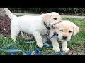 10 Minutes of the World's CUTEST Puppies🐶❤️