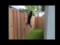 Husky vs Coyote Rollers