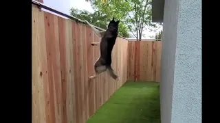 Husky vs Coyote Rollers