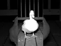 Download Lagu duck cctv stayell comra to ❤️❤️ #subscribe #animals #1fox #cute #foxcaptureplan