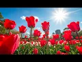 Lagu Ik denk dat het goed is. Het is goed zo! Лучшие Грищука #207