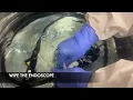 MANUAL WASHING OF ENDOSCOPE USING SCOPE BUDDY PLUS