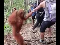 Held Hostage by an Orangutan at Bukit Lawang Jungle