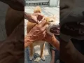 Download Lagu Proses pemandian anjing jenis Shiba Inu yang terkena jamur kulit 