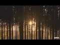 Sensitize - Shinrin-Yoku (HD)