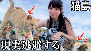 人間が無理になったので、人口より猫が多い島に逃げました【酒村ゆっけ、】