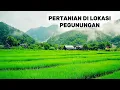 Download Lagu suasana pertanian di sebuah bukit hijau #shorts #reels #nature