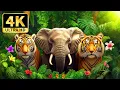 Lagu 4K Wildlife Wonders – Incredible Animal Adventures with Relaxing Music