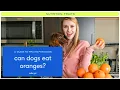 Can Dogs Eat Oranges Can Dogs Have Oranges Are Oranges Good for Dogs