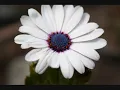 IF EVER YOU WERE MINE-Natalie MacMaster
