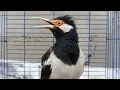 Lagu Pancingan Jalak Suren Gacor Mompa Full Variasi - Masteran Suara Burung Jalak Gacor Full Isian Mewah