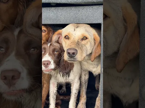 Muddy Dogs #gundog #dog