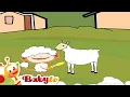 Oliver | Oczyszczanie owiec | BabyTV Polski Mp3 Song Download