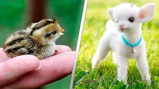 Telechargement Gratuit 可愛い動物の赤ちゃんトップ11 10 32