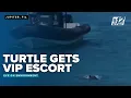 Leatherback sea turtle gets VIP escort from Florida law enforcement