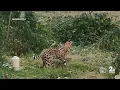 Exotic pet cat captured in Baltimore City