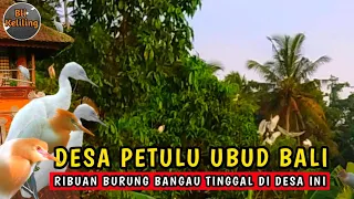 Download UBUD BALI ! SANGAT UNIK ! DESA PETULU UBUD, DESANYA BURUNG KOKOAN | WISATA BALI SAAT INI MP3