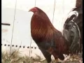 El Rengo del Gallo Giro (2000) | MOOVIMEX powered by Pongalo