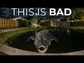 Something Is Wrong With the Alligators in Central Florida And No One Can Explain Why