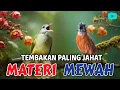 Lagu 🔴KOMBINASI TEMBAKAN PALING JAHAT MATERI MEWAH KAPAS TEMBAK VS TEPUS KEPALA ABU cocok buat murai batu