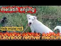 Download Lagu Anjing  belajar BERBURU!!!
