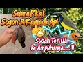 Download Lagu suara pikat burung kamade ribut 100 % ampuh #suarapikat
