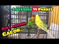 Download Lagu Duet gacor burung parkit vs lovebird