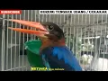 Download Lagu TENGKEK UDANG / CEKAKAK GACOR / RAJA UDANG Masteran UNIK for murai c.ijo cendet kacer / kingfishers