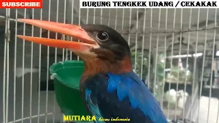 tengkek udang cekakak gacor raja udang masteran unik for murai c ijo cendet kacer kingfishers