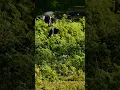 Download Lagu OMG! What Is Happening When This White-Breasted Waterhen Starts to Fight?!