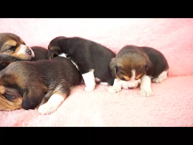 動画