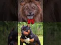 Download Lagu ☠️ Pitbull dog  Vs 😈Killer Lion || Animal Fight Part 9