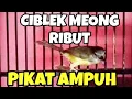 Download Lagu AMPUH Suara pikat Ciblek Tebu ribut jantan betina bersahutan Anti zonk