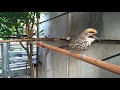 Cucak rowo betina birahi