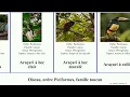 Oiseau, ordre Piciformes, famille toucan toucanet bec araçari double des birds rouge noir clair