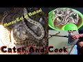 Download Lagu Catch And Cook| Moray Eel or Bakasi|Traditional Fishing Method