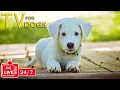 Download Lagu TV for Dogs 24/7: Video Endless Entertainment for Dogs - Anti-Anxiety \u0026 Boredom Music