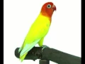 Download Lagu MASTERAN LOVEBIRD JUARA NASIONAL
