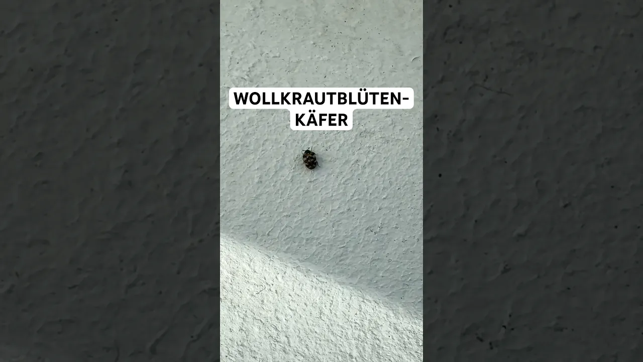 Wollkrautblütenkäfer egal wohin ich schaue 🥲🐞
