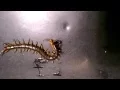 Download Lagu Nagasaki, JAPAN : MUKADE = Centipedes from Hell