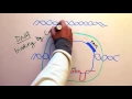 Cas9 sheds CRISPR light on RNA Cell March 17 2016 Vol 165 Issue 2