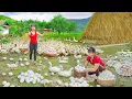 Download Lagu Rewind Timelapse: Giant Harvest 1000+ Duck Eggs, Countryside Life With Cooking Tomato Egg Dish
