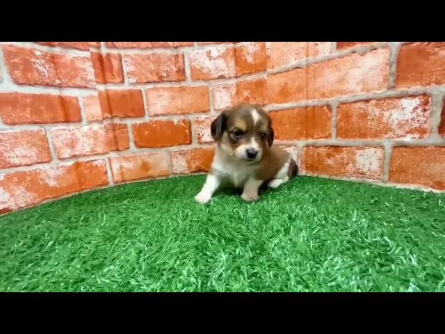 動画