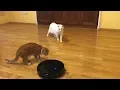 Two Cats and One Common Enemy Robot Vacuum Pushes Cat Under Couch - UNCUT