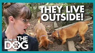 The Shocking Impact of Leaving Your Dog Alone All Day  | It's Me or the Dog