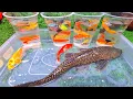Download Lagu Amazing Catch Most Beautiful Freshwater Aquarium Fish In Small Pond , Discus, Guppies, Turtles, Koi