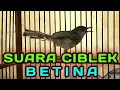 Download Lagu SUARA CIBLEK BETINA untuk pancingan ciblek jantan agar cepat gacor