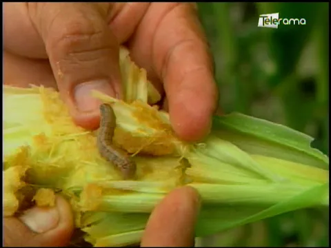 Ecuador Agropecuario 19-02-2018