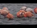 Download Lagu De flamingo's van Battenoord in de winter, Grevelingen, Goeree Overflakkee, Zuid Holland, Nederland