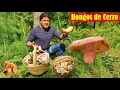We went looking for edible MUSHROOMS on the MOUNTAIN with the family